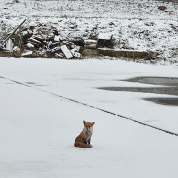Fuchs im Park am Gleisdreieck